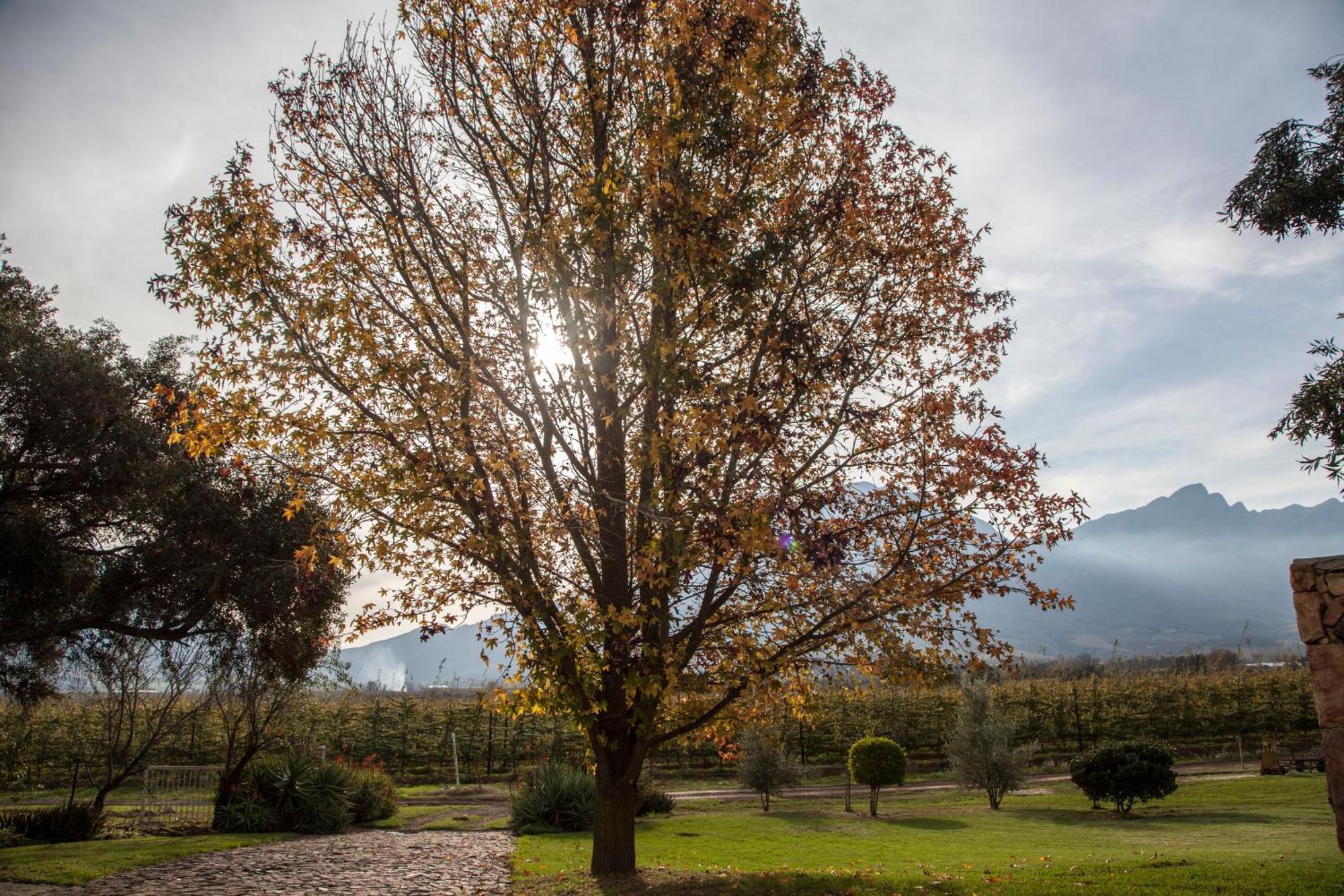 Bergsicht Country Farm Cottages تولباغ الغرفة الصورة